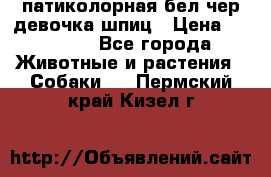 патиколорная бел/чер девочка шпиц › Цена ­ 15 000 - Все города Животные и растения » Собаки   . Пермский край,Кизел г.